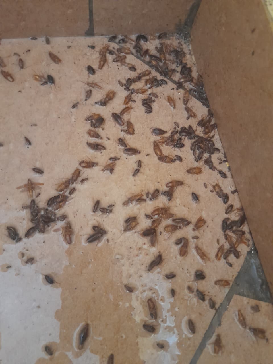 Fumigation & Pest Control